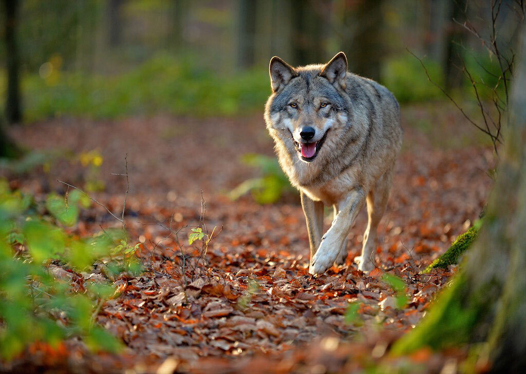 Wolf im herbstlichen Pfälzerwald